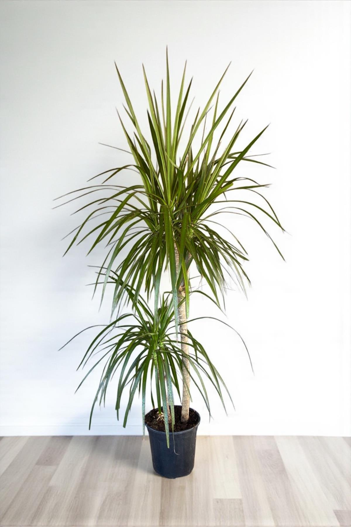 Dracaena Marginata