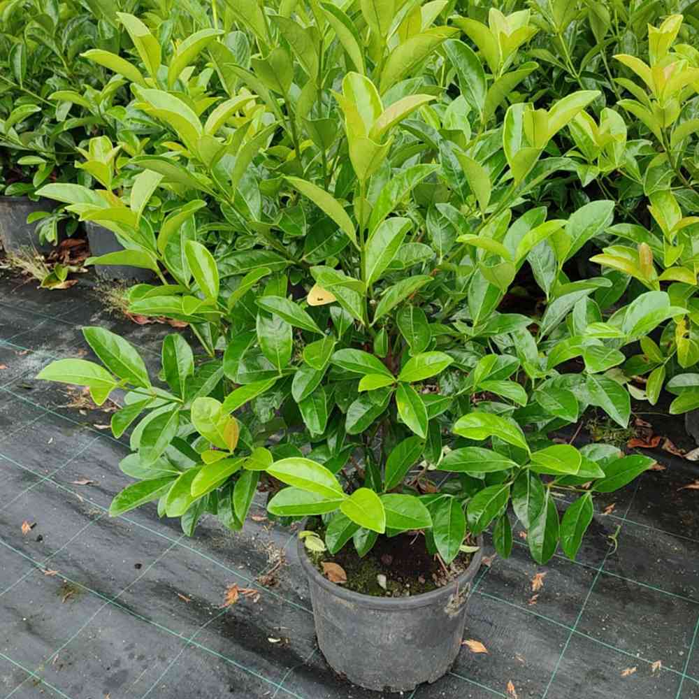 Yağlı Parlak Kartopu