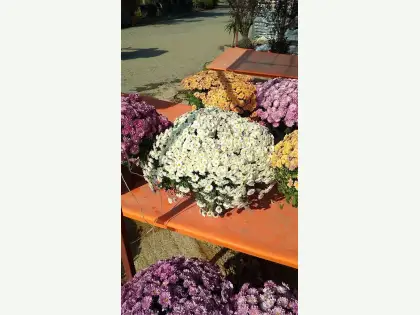 Kasımpatı Çiçeği küçük görsel 2