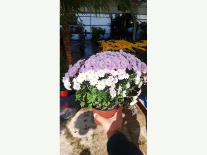 Kasımpatı Çiçeği küçük görsel 3