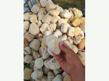 5 – 10 Cm Rainbow Sarı Çizgili Taş küçük görsel 3