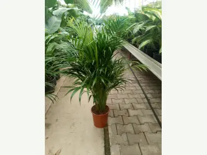 Areka Palmiyesi
